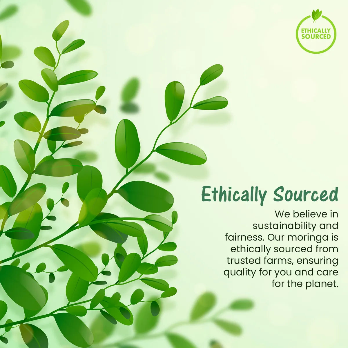 The Moringa Leaves Powder - 70gm